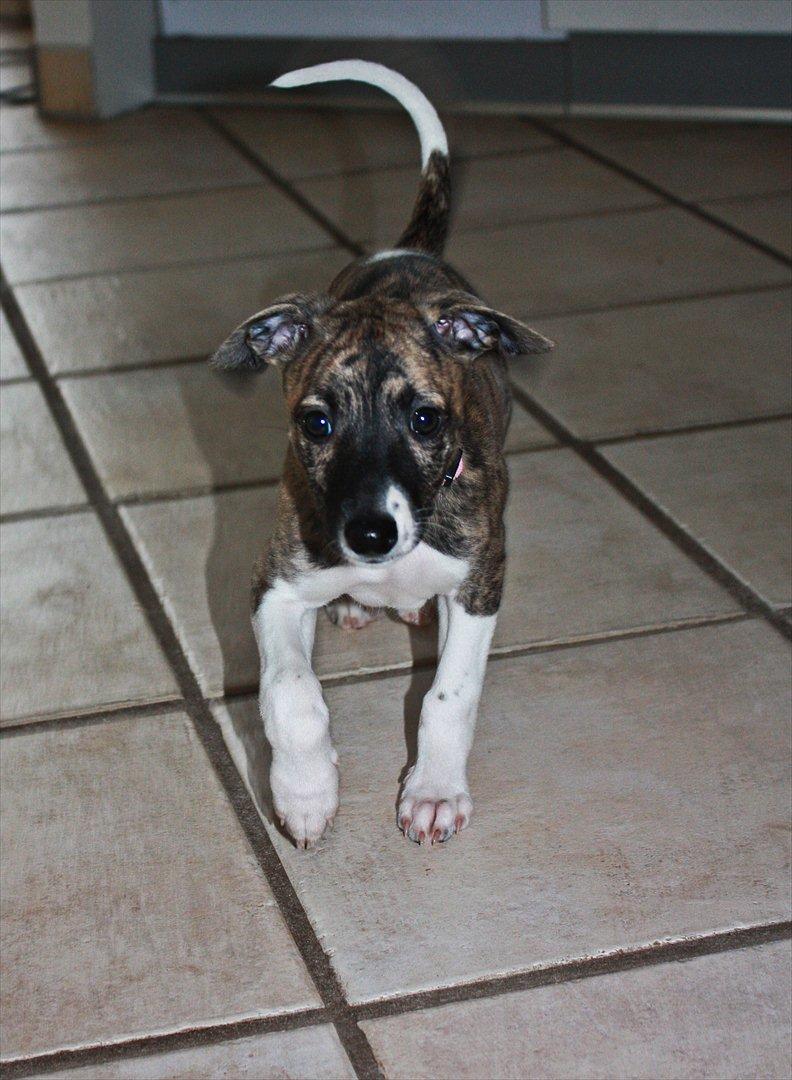 Whippet | Quinta billede 7