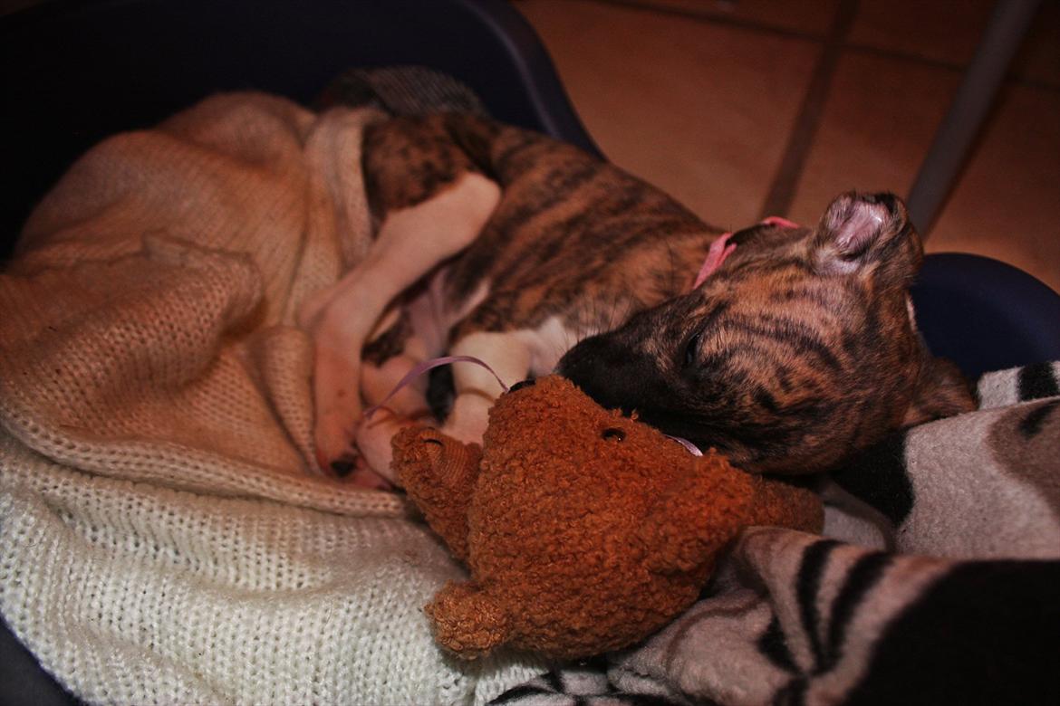 Whippet | Quinta billede 9