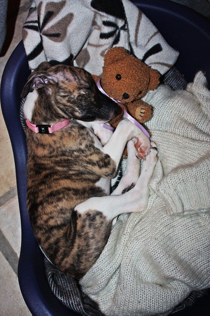 Whippet | Quinta billede 12