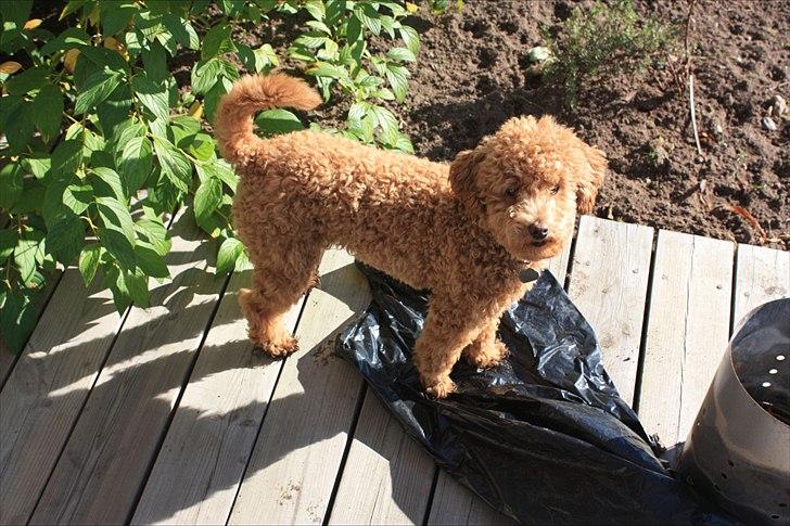 Dværgpuddel | Buller billede 1