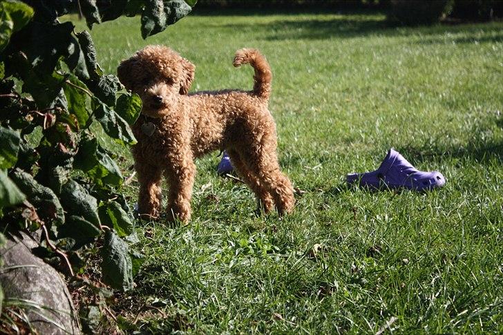 Dværgpuddel | Buller billede 2