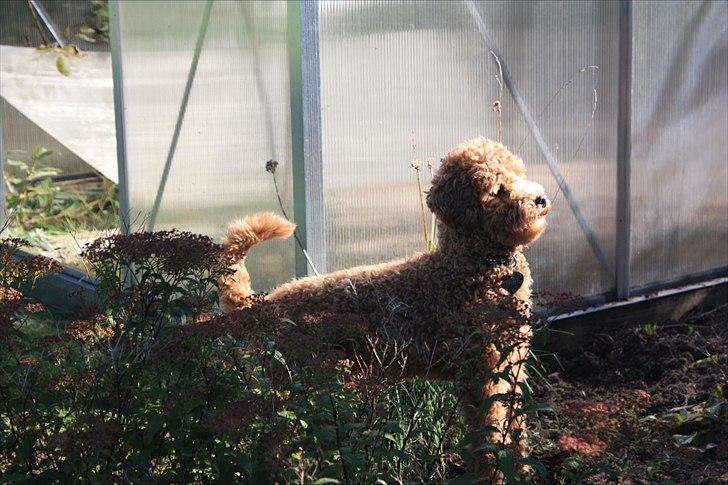 Dværgpuddel | Buller billede 3