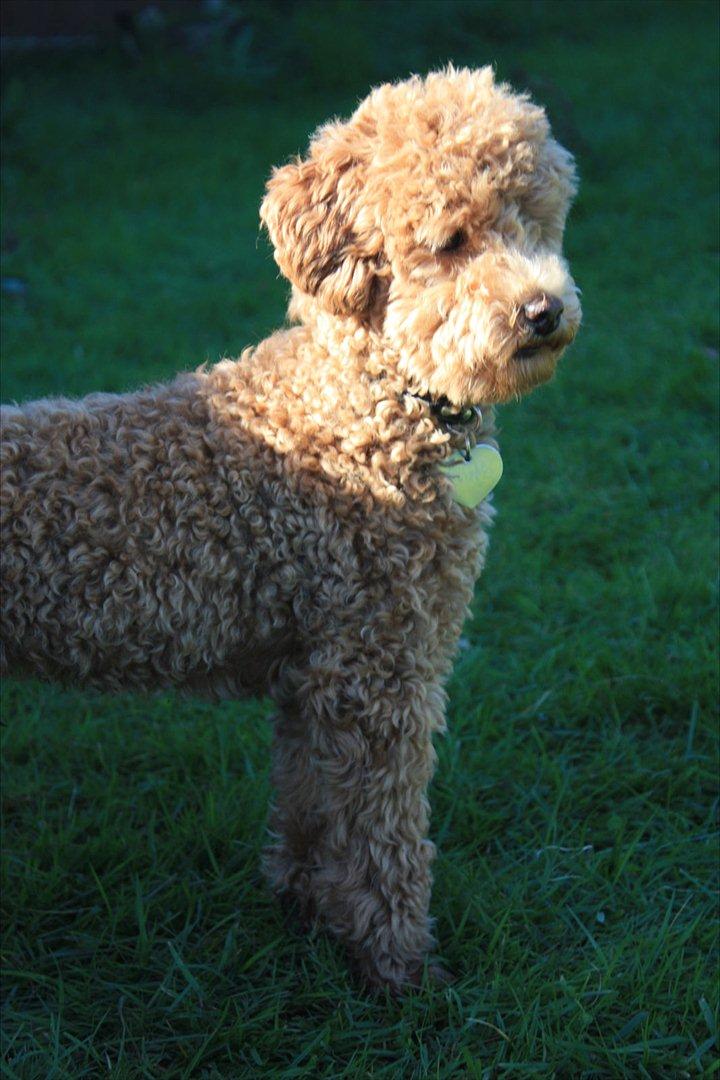 Dværgpuddel | Buller billede 4