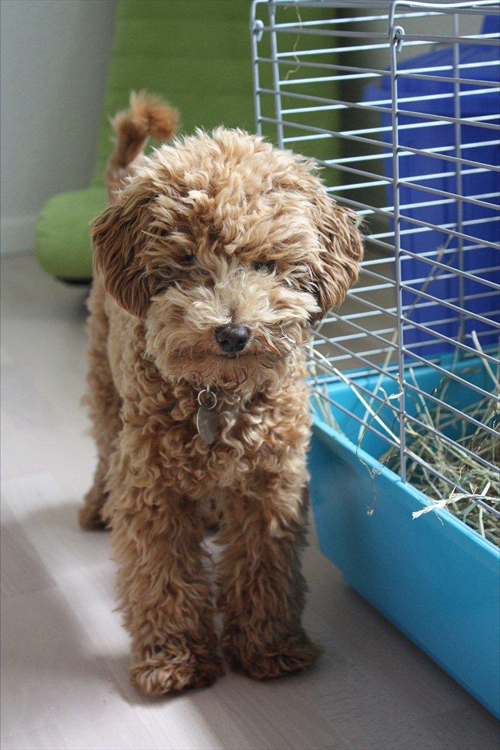 Dværgpuddel | Buller billede 5