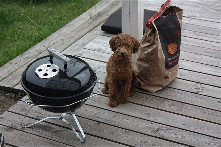 Dværgpuddel | Buller billede 6