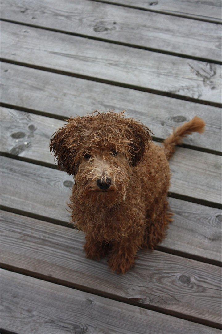 Dværgpuddel | Buller billede 7