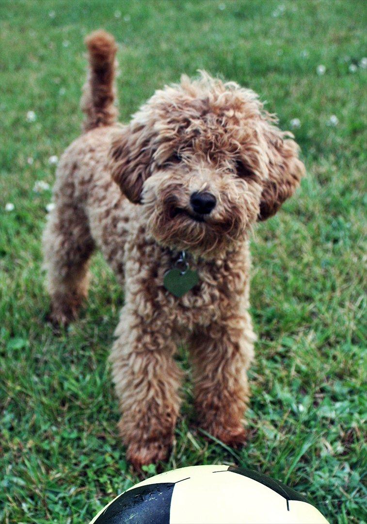 Dværgpuddel | Buller billede 8