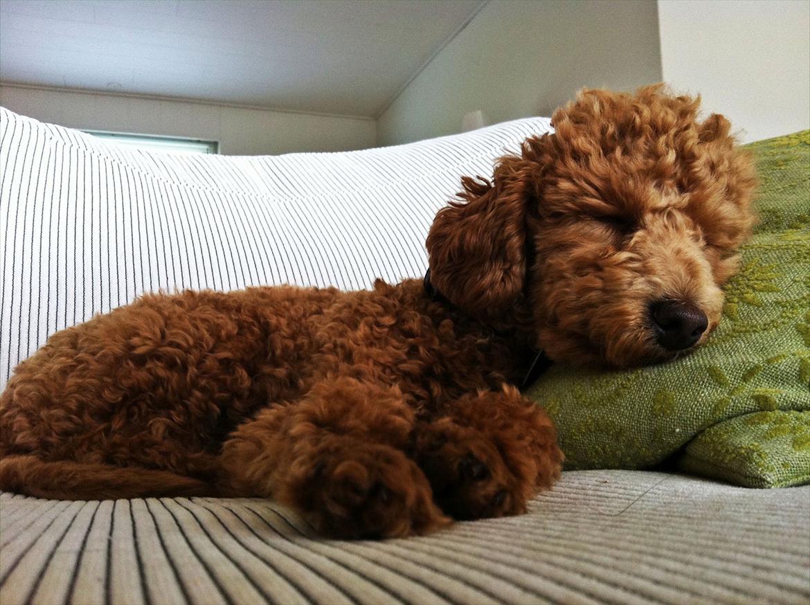 Dværgpuddel | Buller billede 9