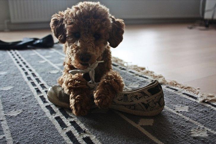 Dværgpuddel | Buller billede 10