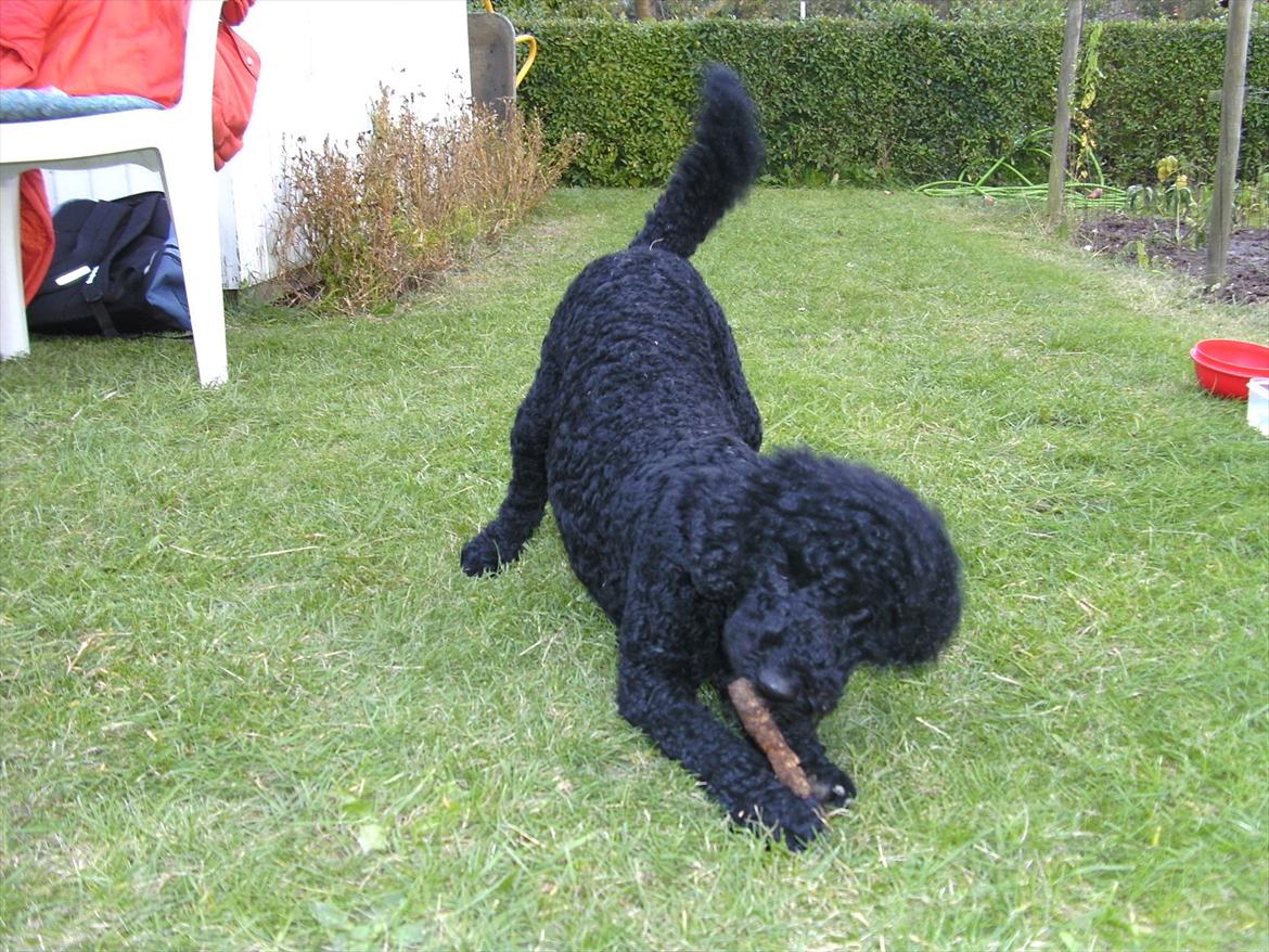 Dværgpuddel Noah - Billedet er taget i kolonihaven, hvor Noah elsker at løbe og lege. Han har fundet et hul i hækken, så han nu selv går over til sin gode ven Egon. Han har altid godbider ;o)) billede 1