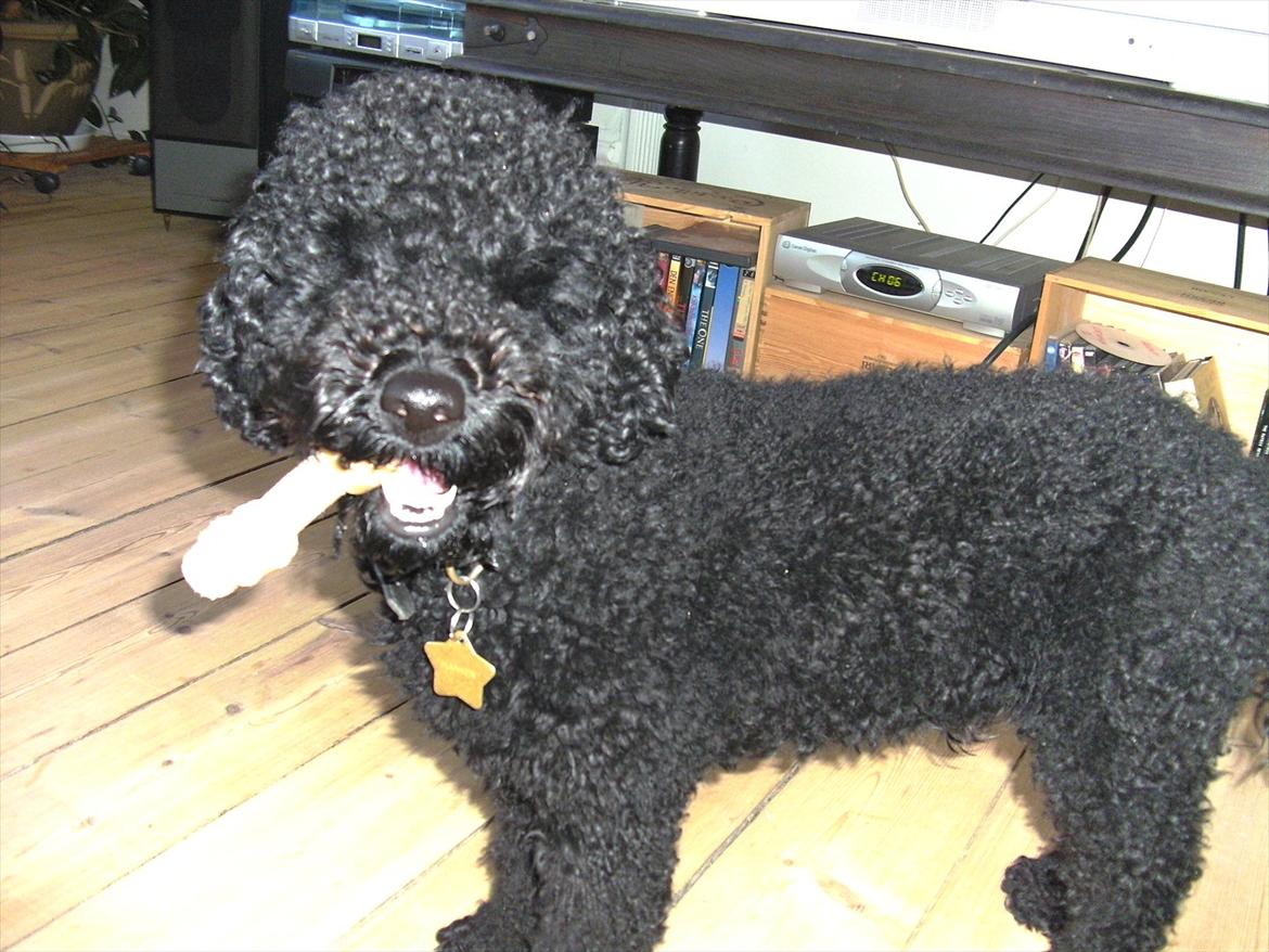 Dværgpuddel Noah - Noah har fået et kødben. Er ikke helt sikker på om vi skal lege med det eller om det skal spises....... Det kan være en svær beslutning at tage..... billede 2