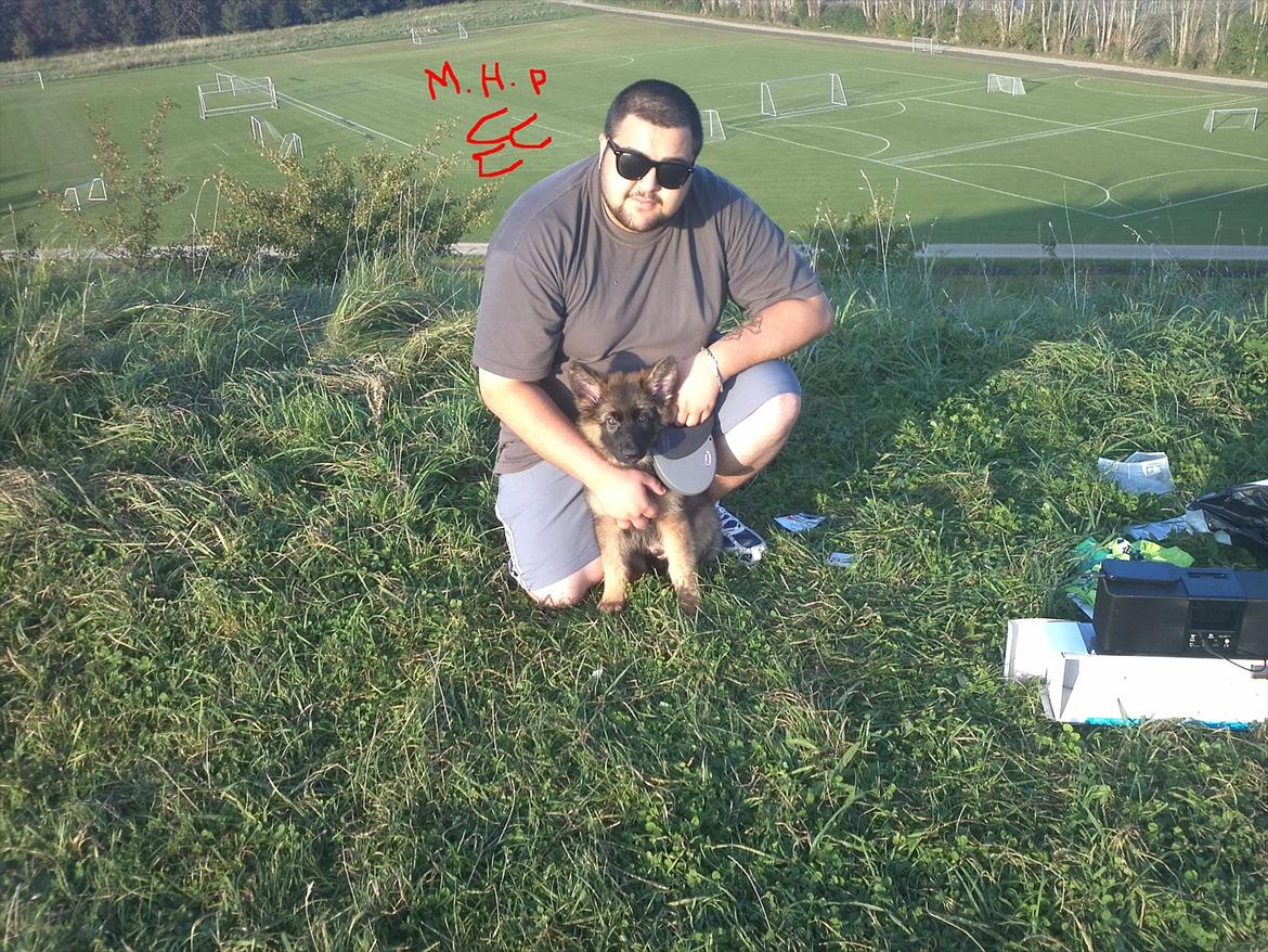 Schæferhund King ( dræbt af den nye ejer ) billede 16