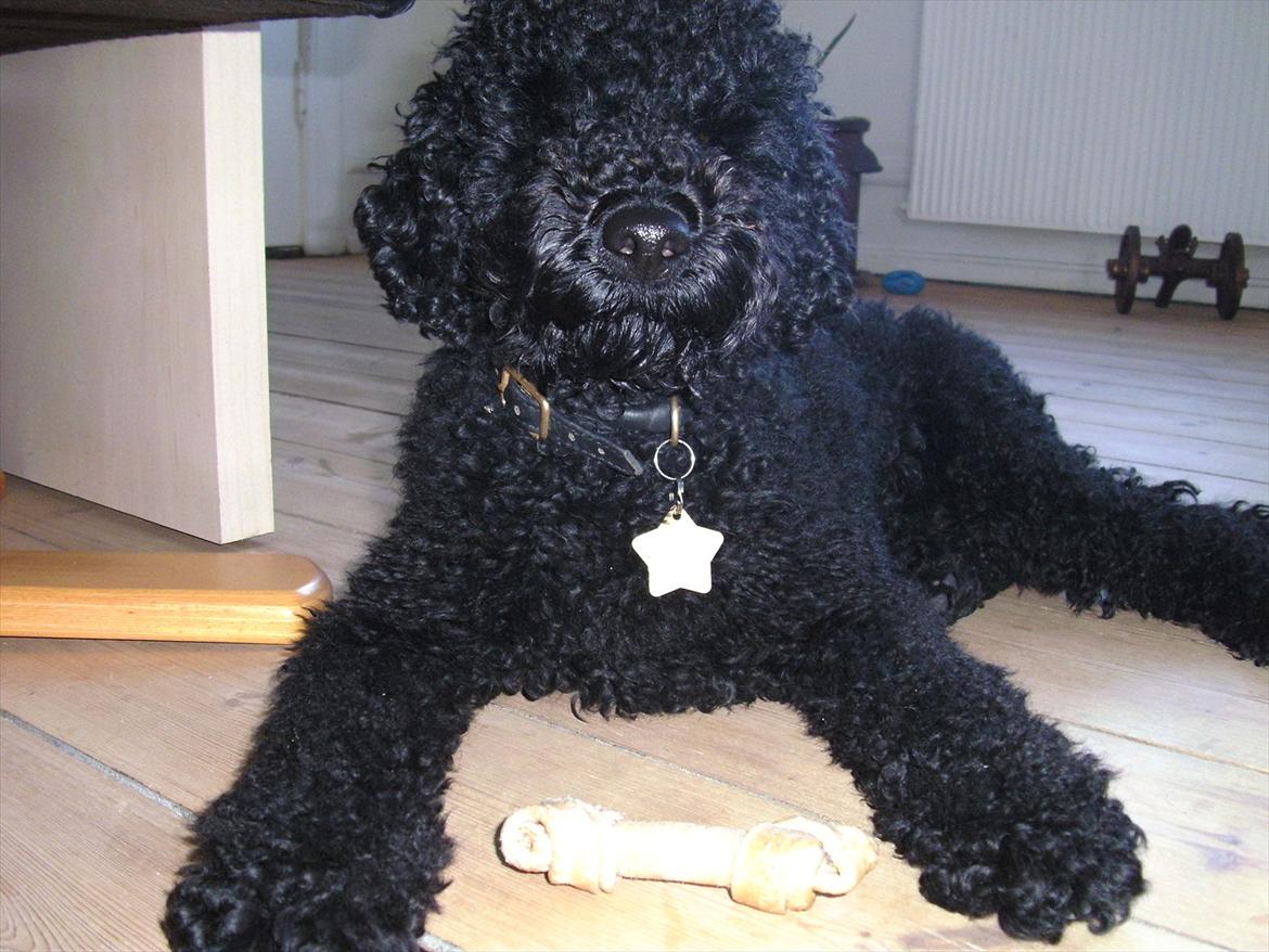 Dværgpuddel Noah - Så flader vi lige ud, men læg lige mærke til sherifstjernen. Her er det mig der bestemmer.... billede 3