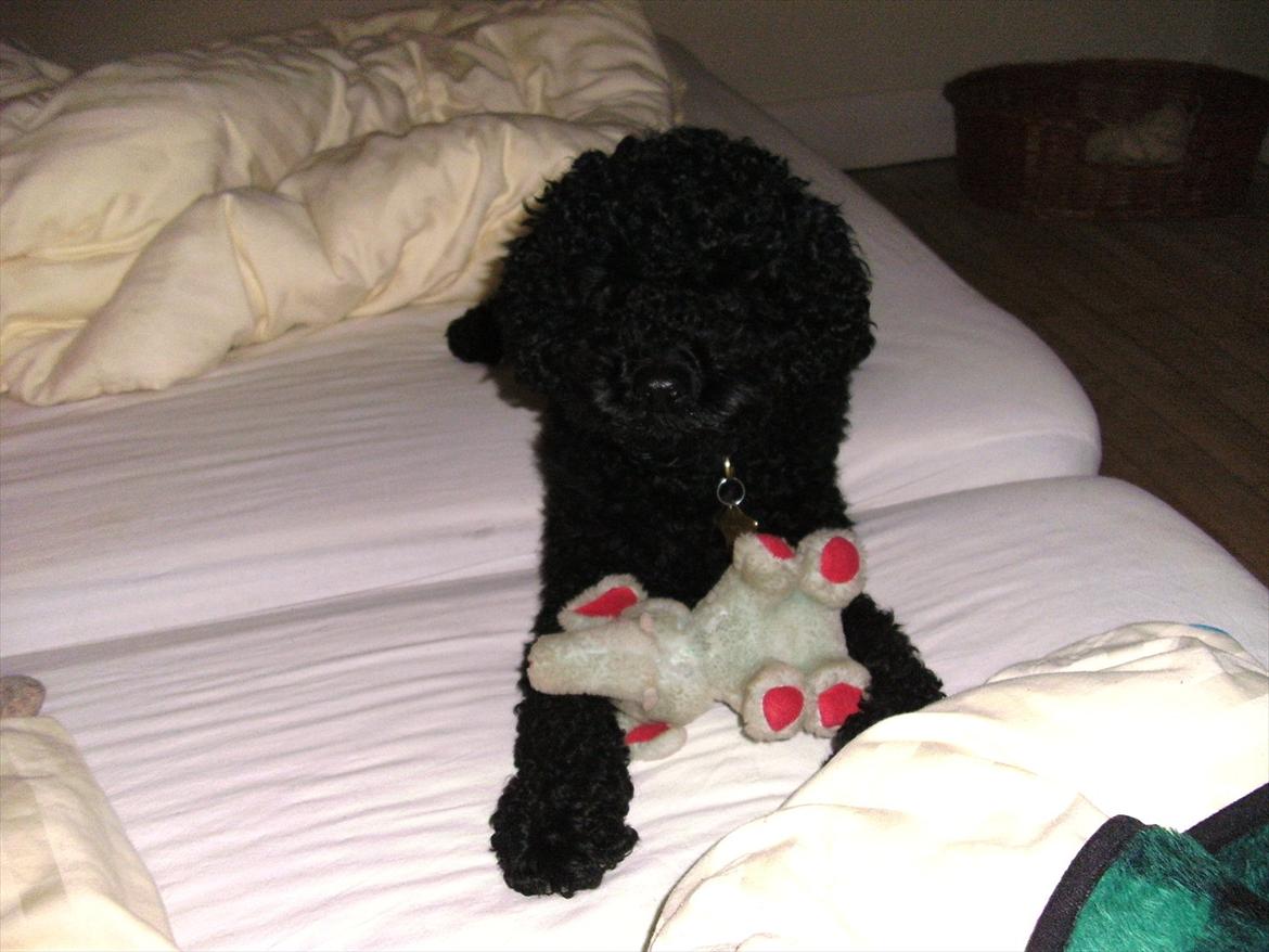 Dværgpuddel Noah - Pelefanten som sovedyr..... Uhhhhhh billede 4