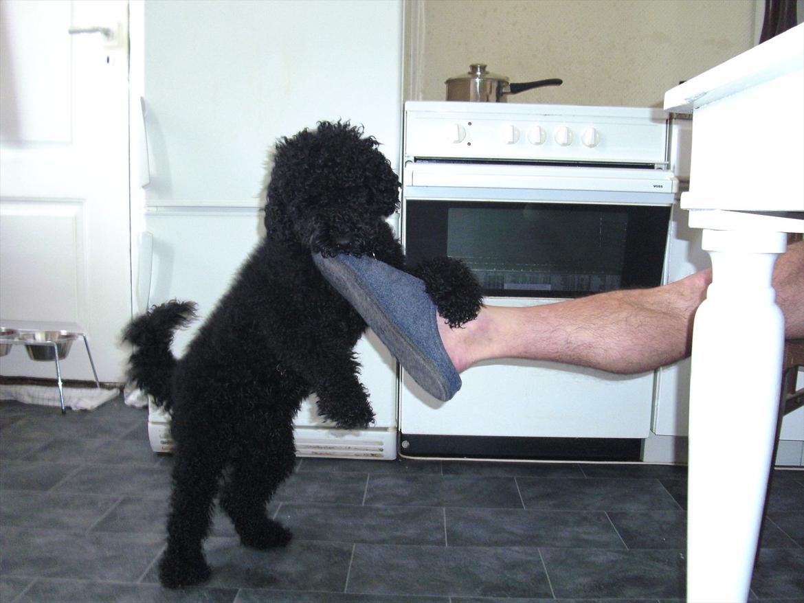 Dværgpuddel Noah - Gr.. Gr... den futsko skal jeg ha` billede 5