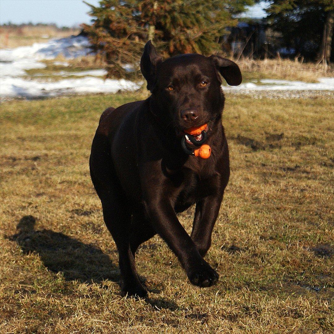 Labrador retriever Noguat - Noguat er en meget bold glad hund :) billede 1