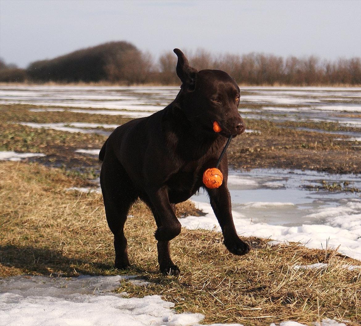 Labrador retriever Noguat billede 2