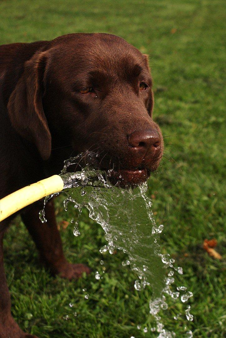 Labrador retriever Noguat billede 5