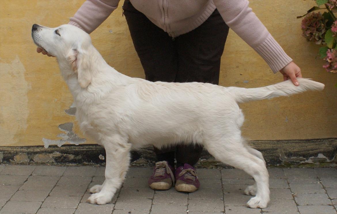 Golden retriever Höhrmann's Bring It On - 5 mdr. billede 3