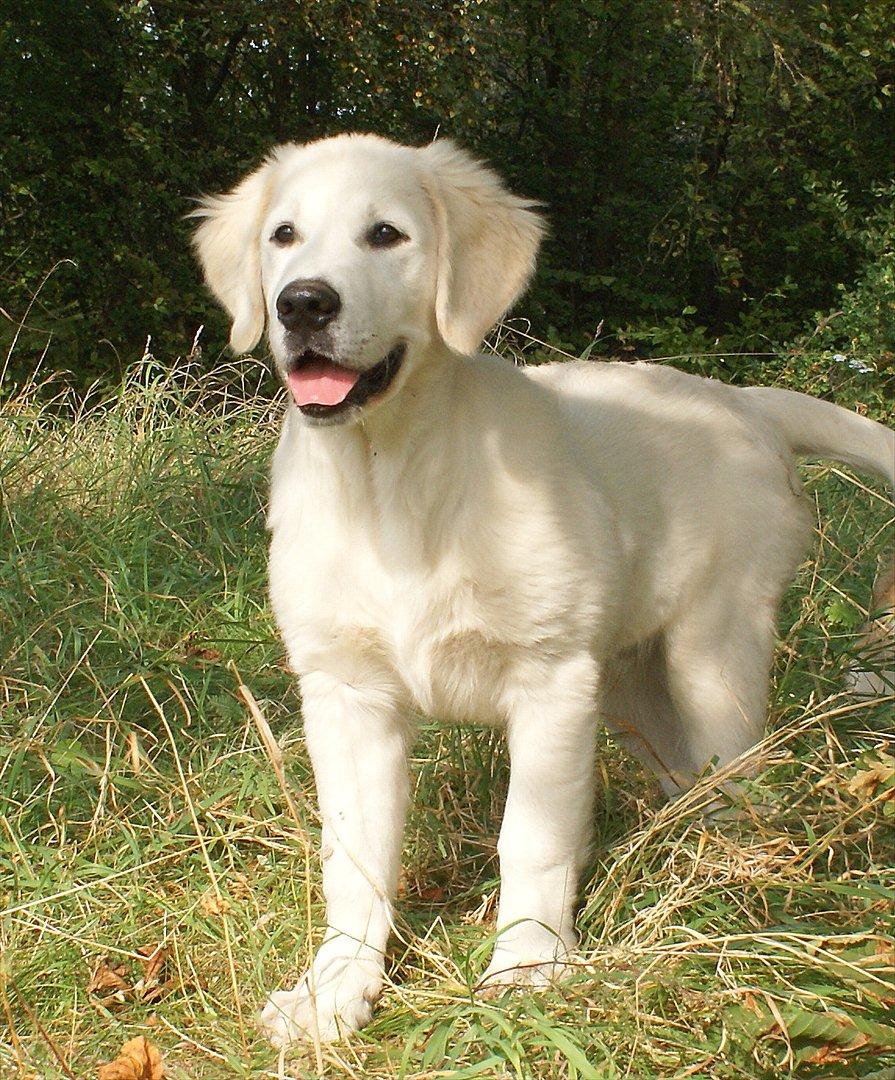 Golden retriever Höhrmann's Bring It On billede 4