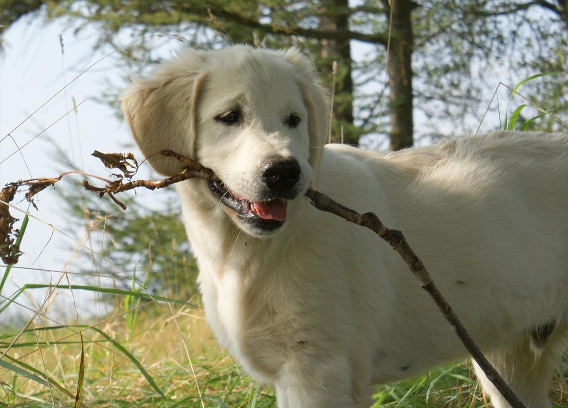 Golden retriever Höhrmann's Bring It On billede 5