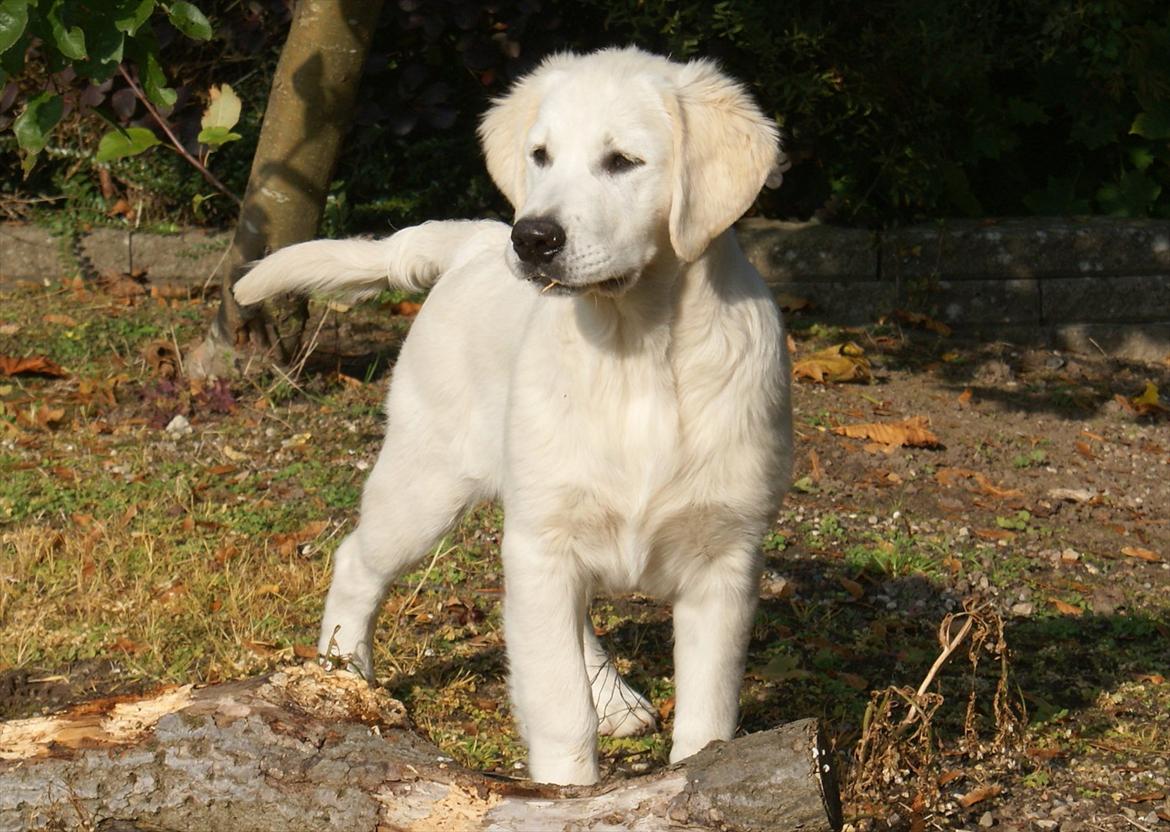 Golden retriever Höhrmann's Bring It On billede 6