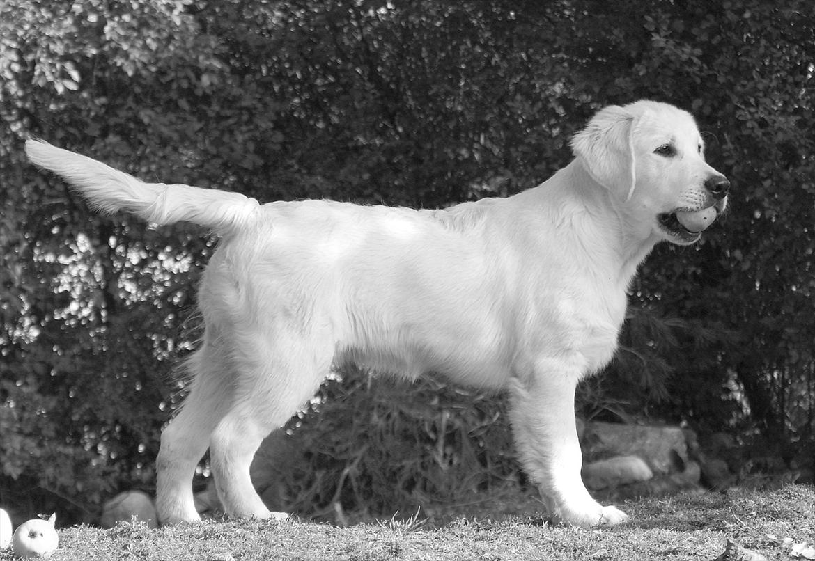 Golden retriever Höhrmann's Bring It On billede 7