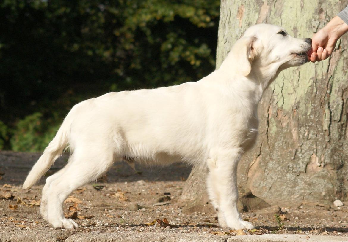 Golden retriever Höhrmann's Bring It On billede 8