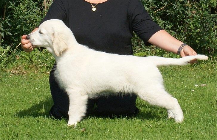 Golden retriever Höhrmann's Bring It On billede 9