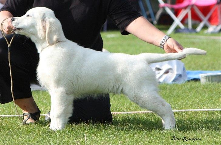 Golden retriever Höhrmann's Bring It On - 3 mdr. billede 10