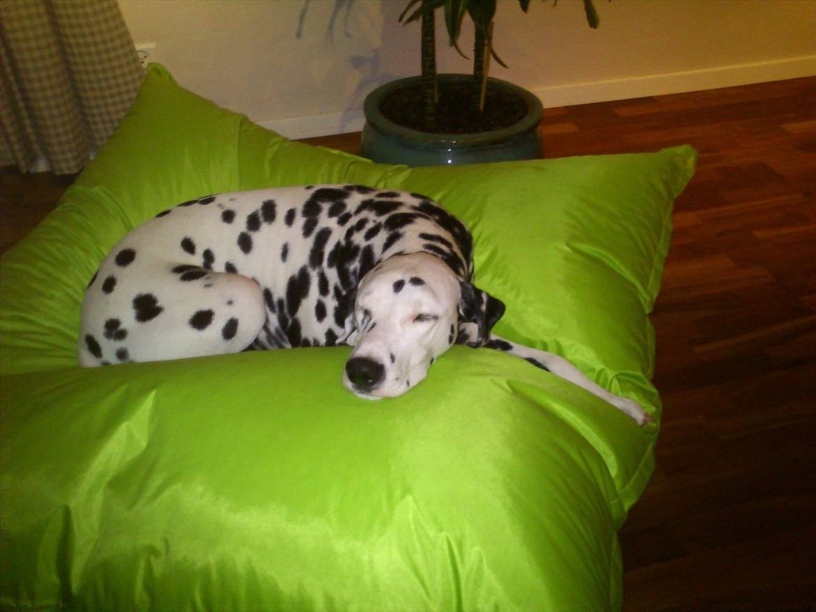 Dalmatiner Valde*himmel hund* :'(<3 - tager mig lige en lille lur =) billede 16