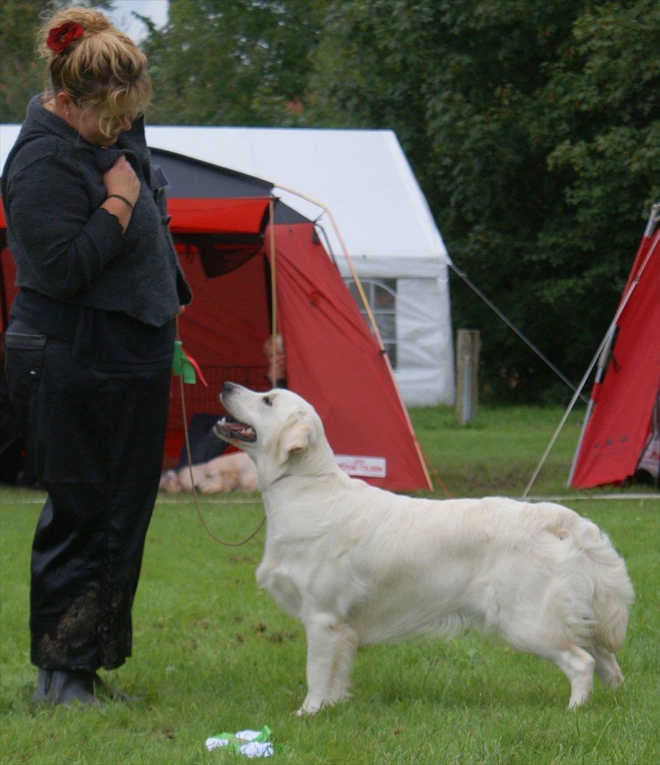 Golden retriever Höhrmann's Amélia billede 1