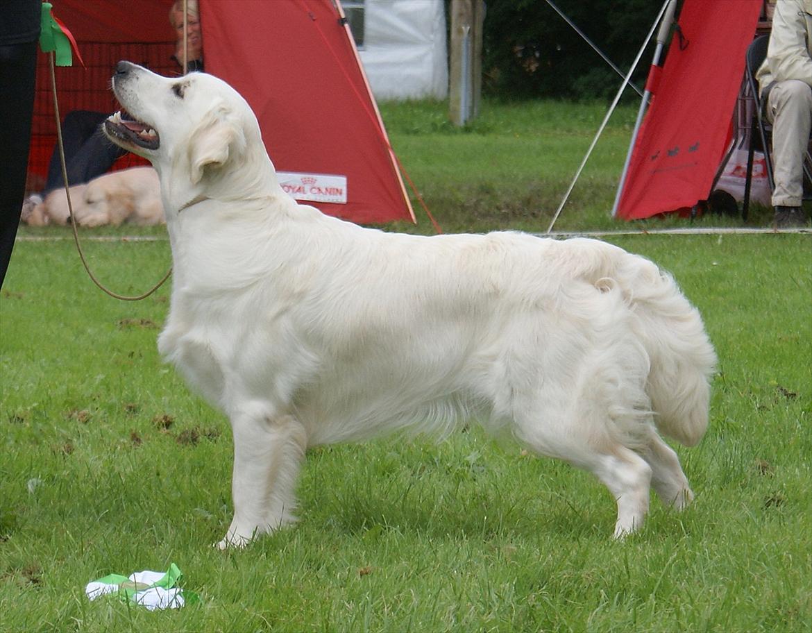 Golden retriever Höhrmann's Amélia billede 2