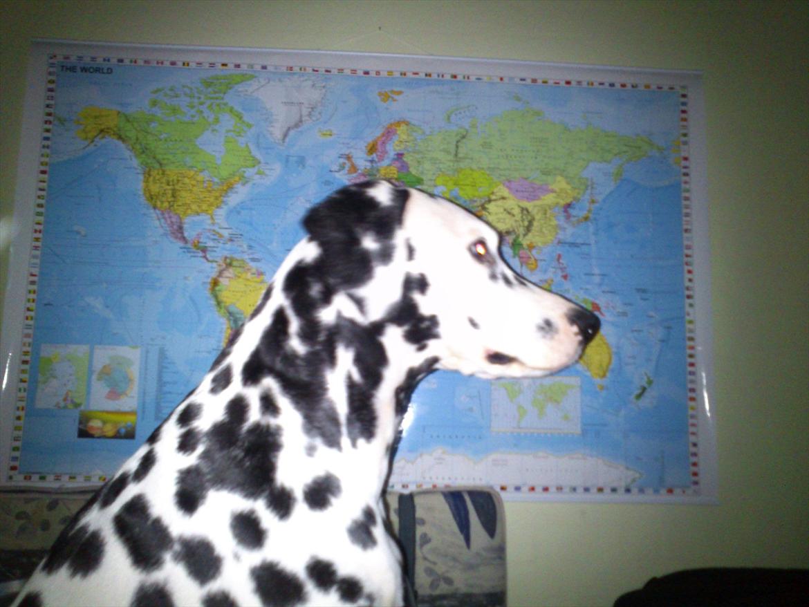 Dalmatiner Valde*himmel hund* :'(<3 - Jeg er selv en verdens del =) billede 17