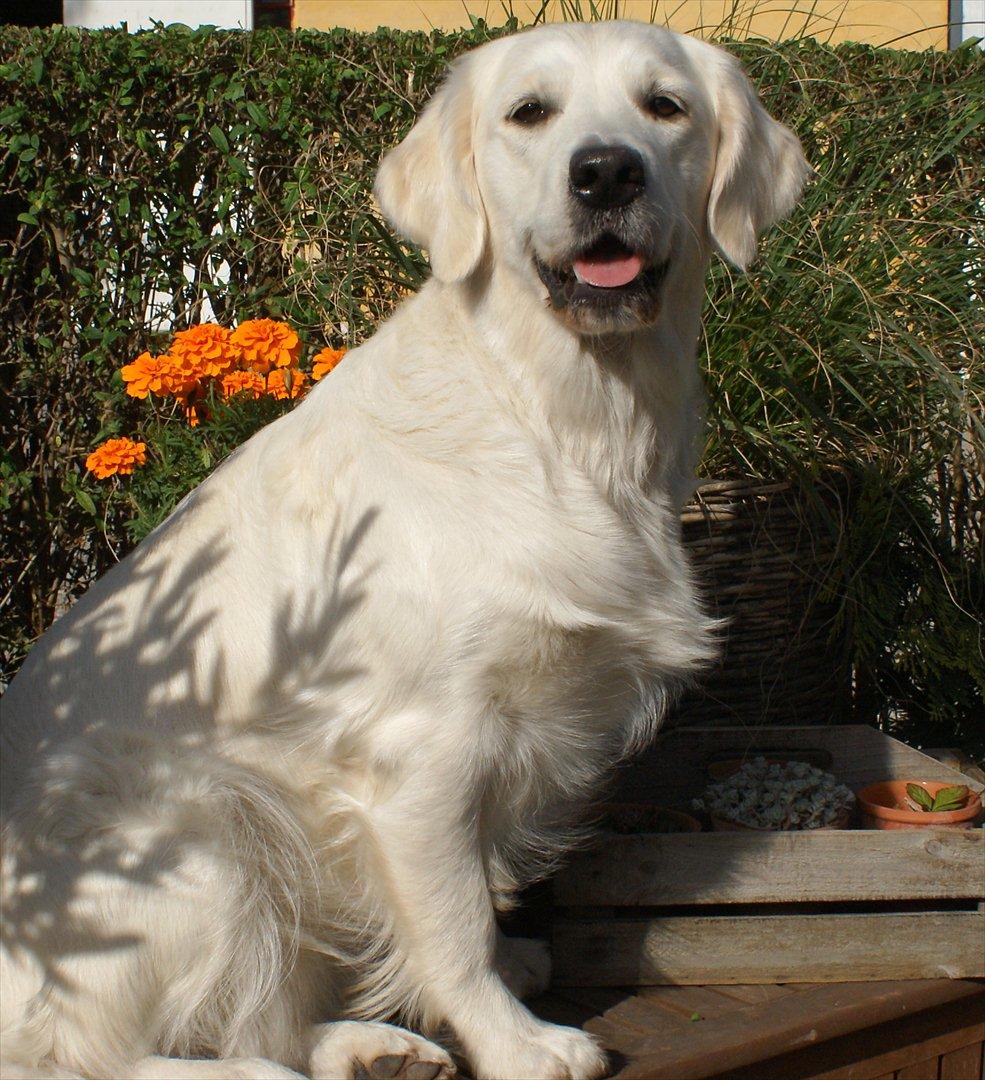 Golden retriever Höhrmann's Amélia billede 3