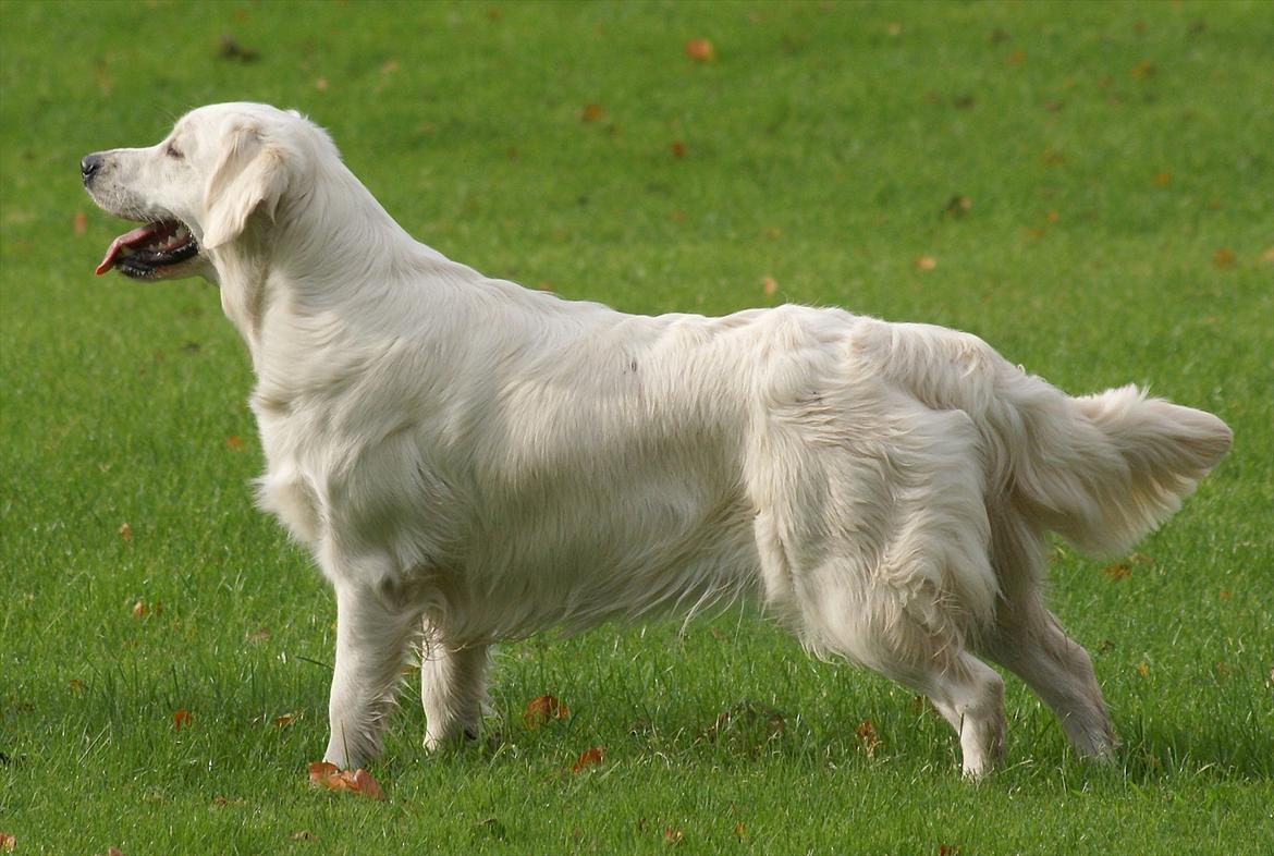 Golden retriever Höhrmann's Amélia billede 4