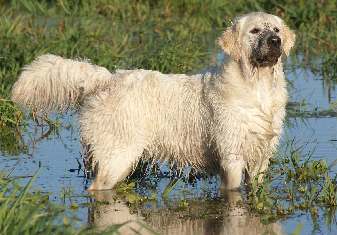 Golden retriever Höhrmann's Amélia billede 5