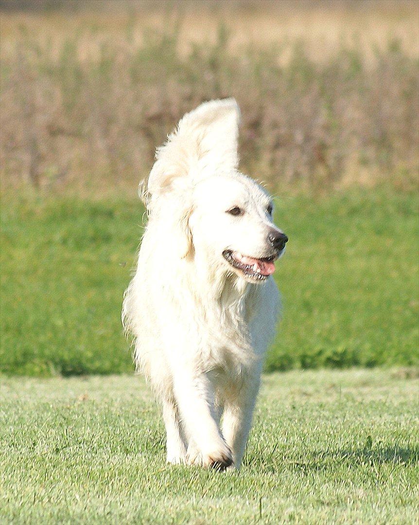 Golden retriever Höhrmann's Amélia billede 6