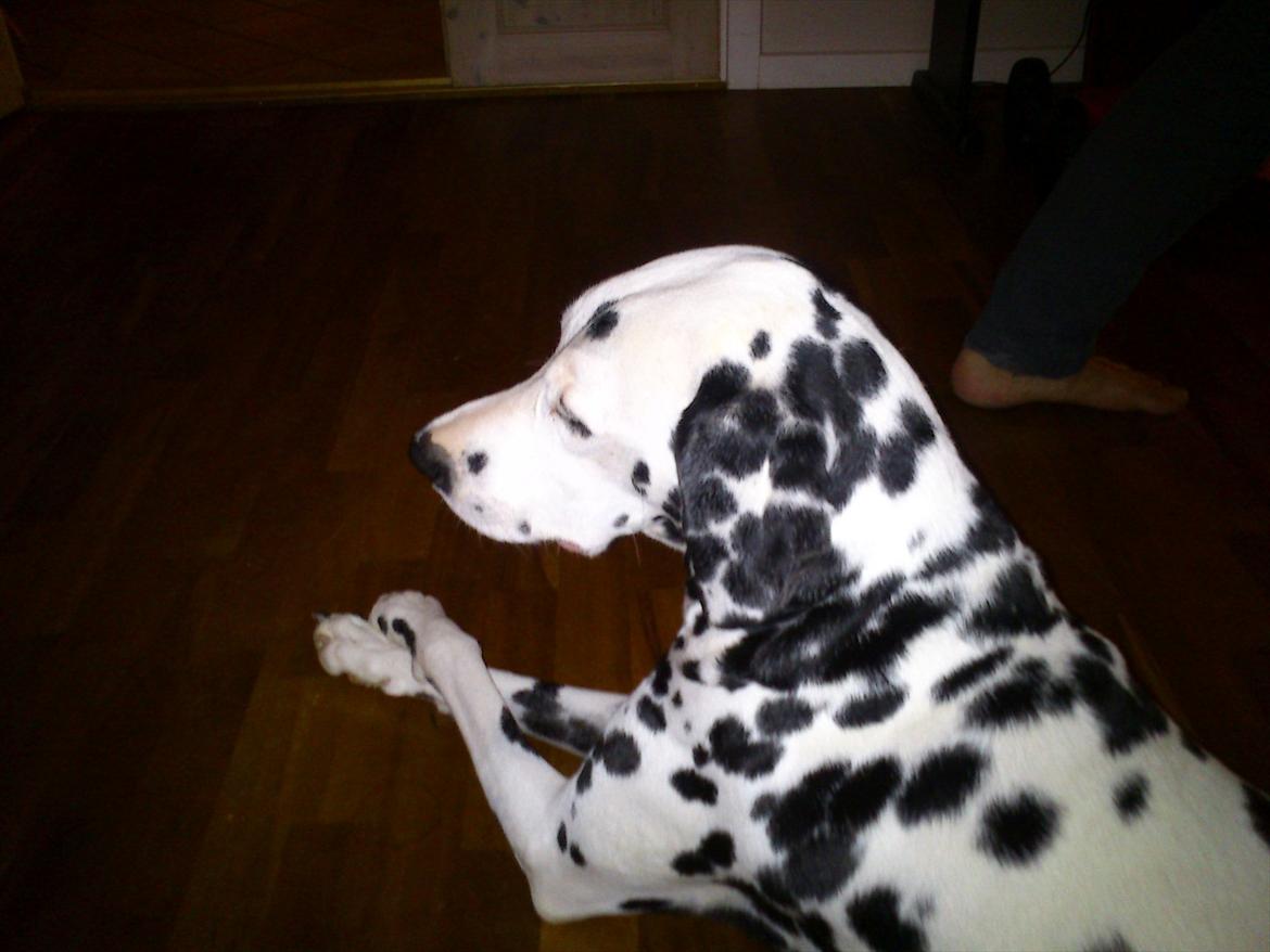 Dalmatiner Valde*himmel hund* :'(<3 - valde <3 billede 18