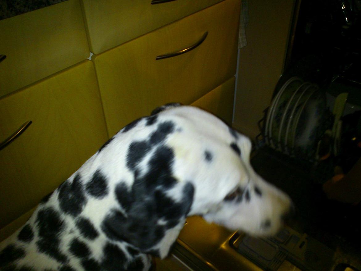Dalmatiner Valde*himmel hund* :'(<3 - valde venter på sin mad=) billede 19