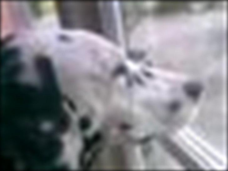 Dalmatiner Valde*himmel hund* :'(<3 - på gensyn og tak fordi i kigger fobi billede 20