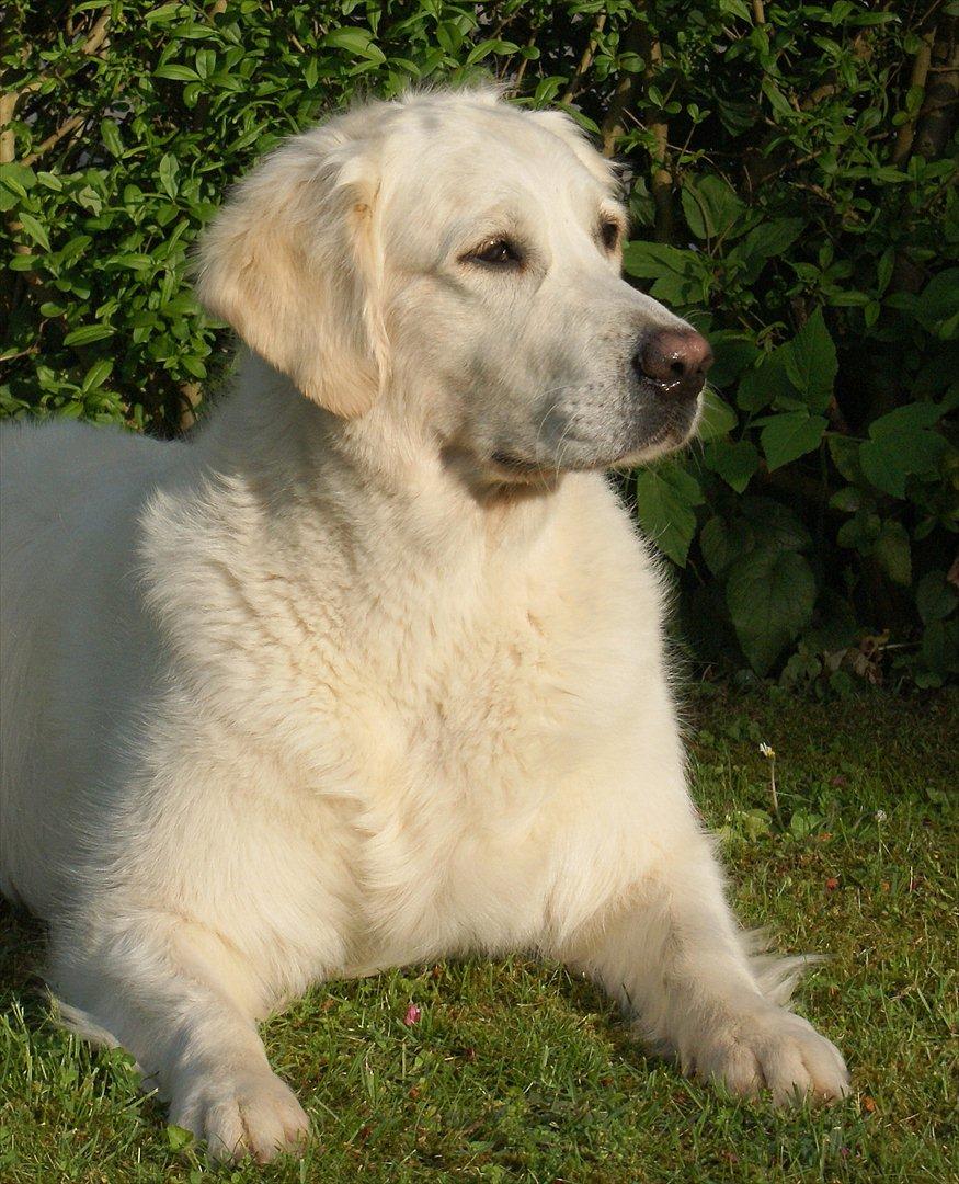 Golden retriever Dewmist Kimberley billede 1
