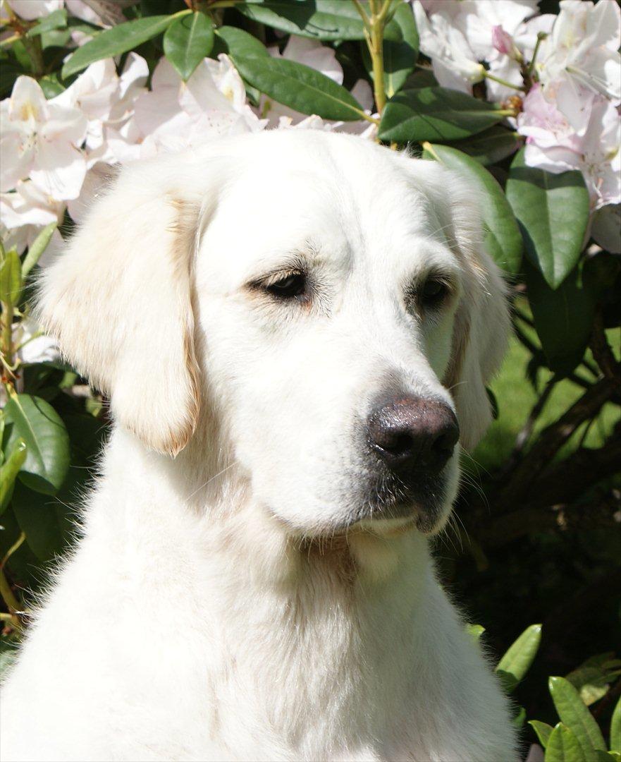 Golden retriever Dewmist Kimberley billede 2