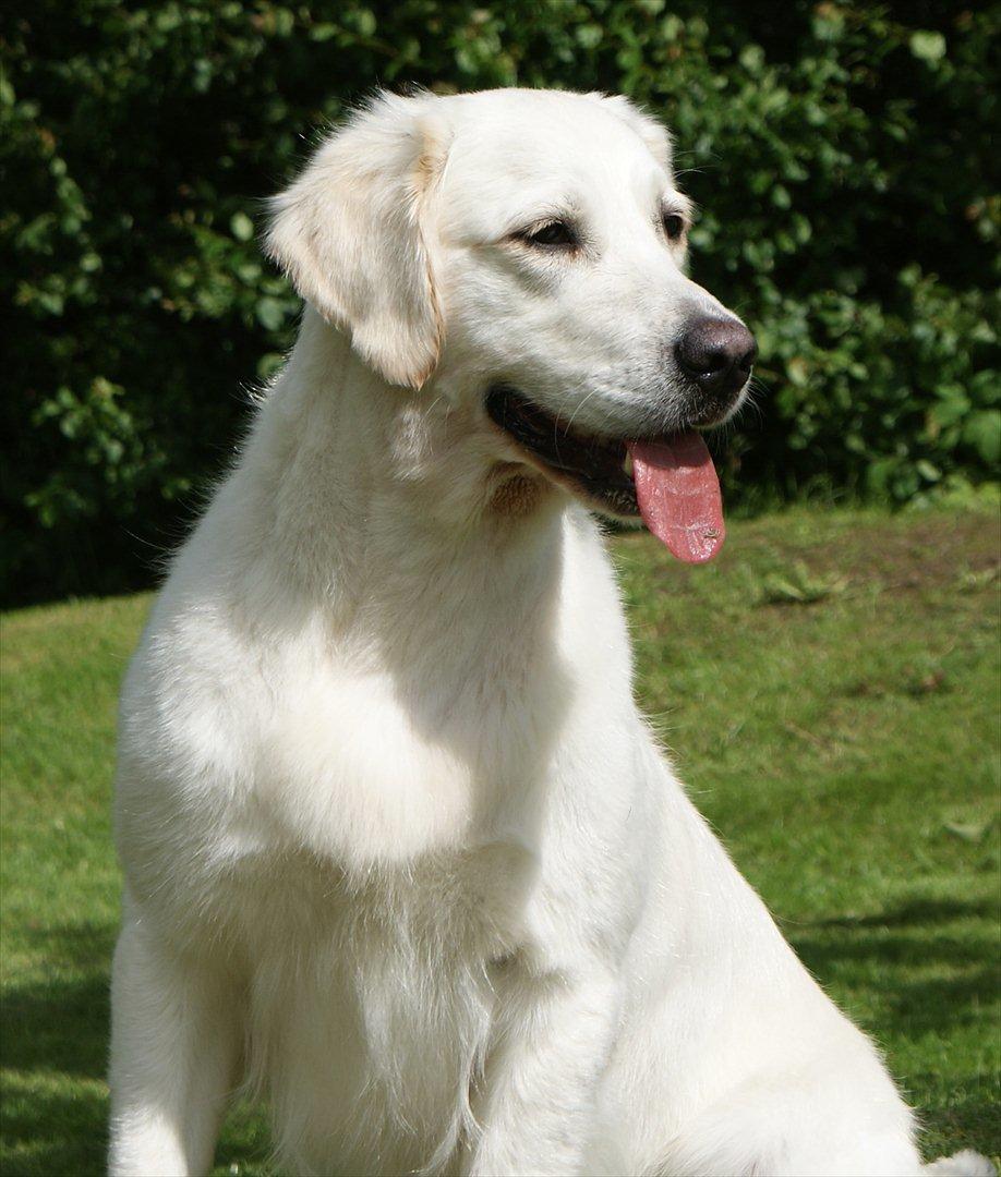 Golden retriever Dewmist Kimberley billede 3