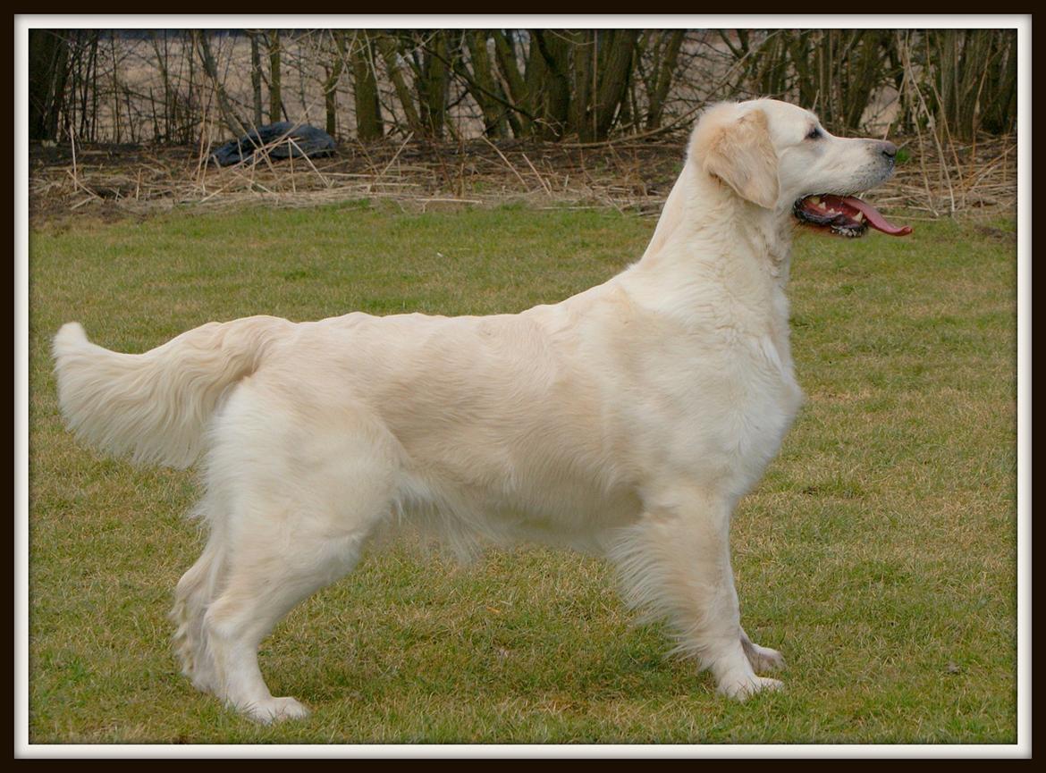 Golden retriever Dewmist Kimberley billede 4
