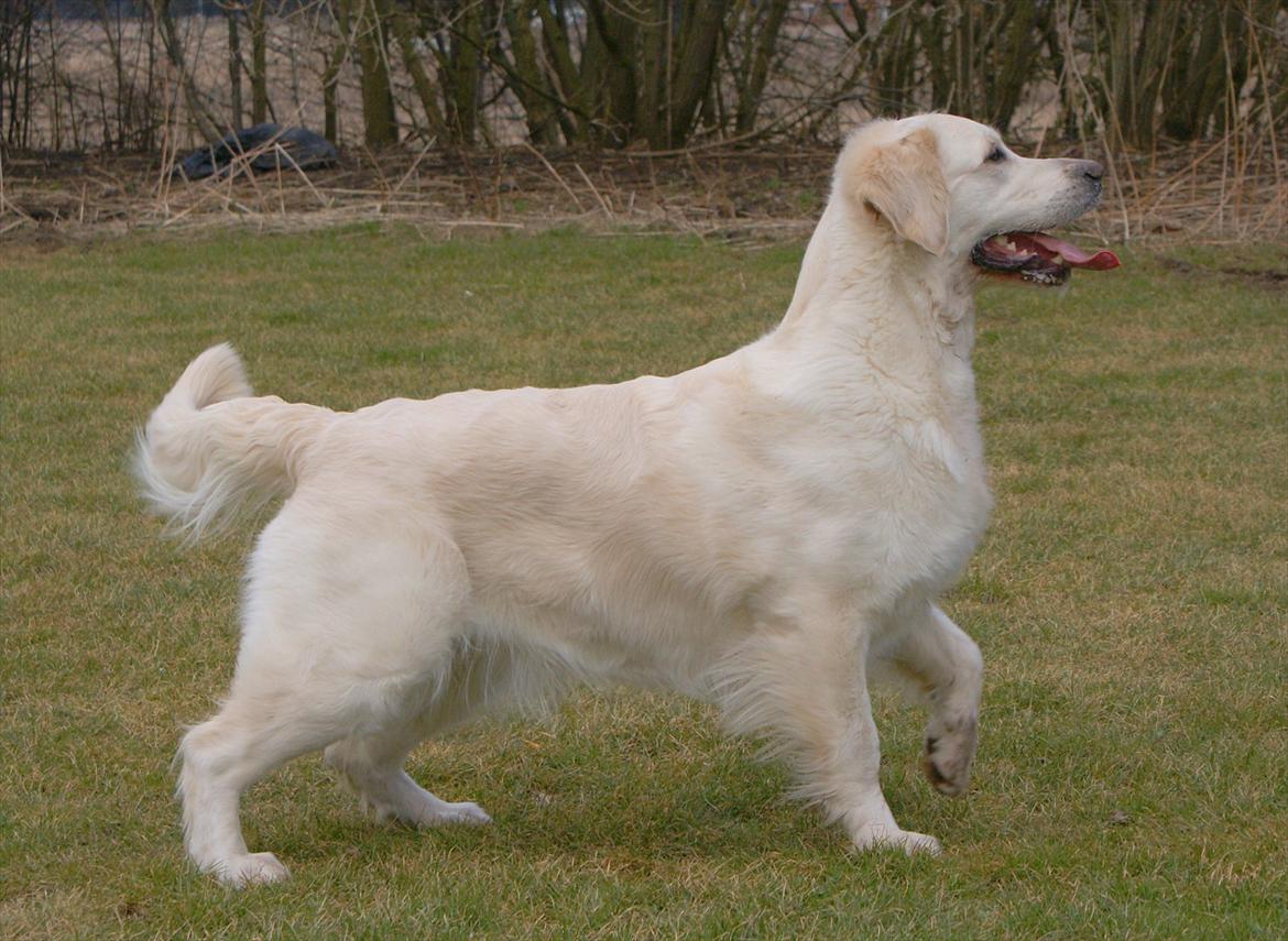 Golden retriever Dewmist Kimberley billede 5