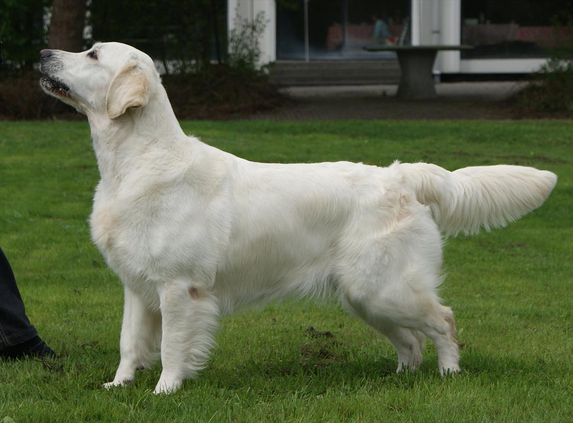 Golden retriever Dewmist Kimberley billede 6