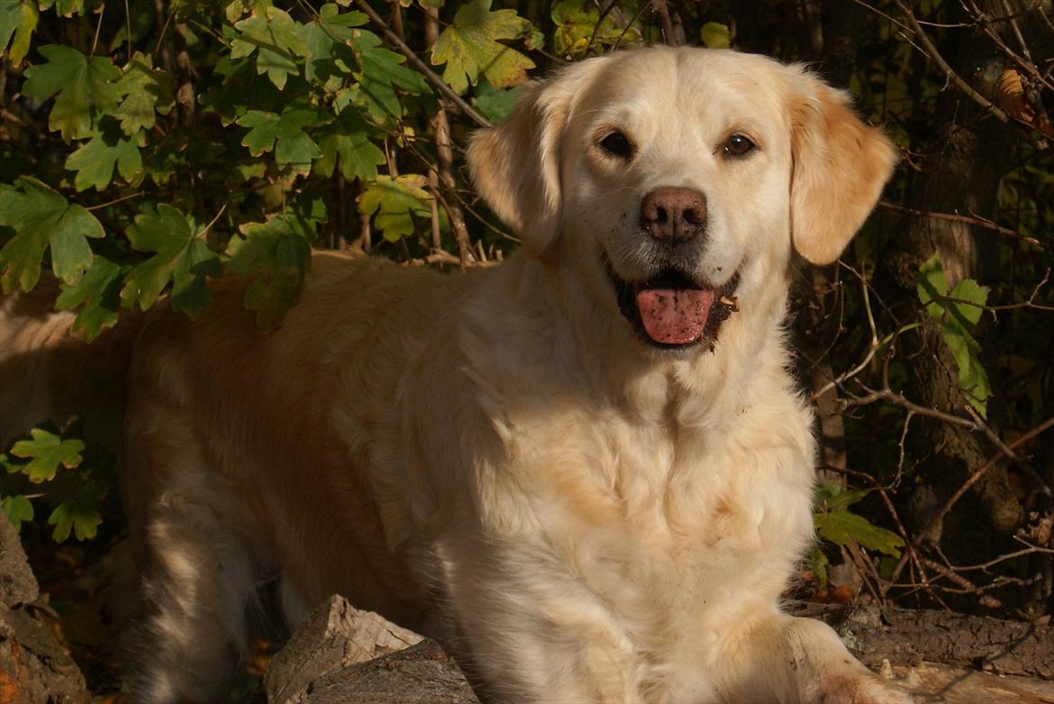 Golden retriever Emma billede 1