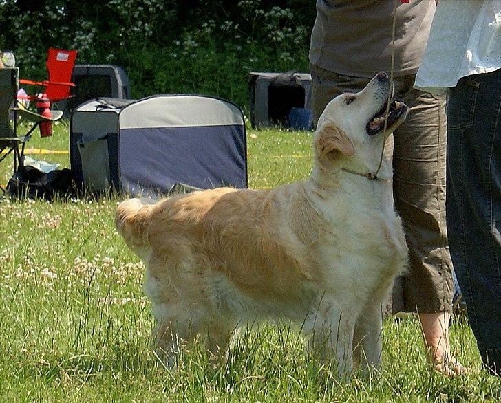 Golden retriever Emma billede 2