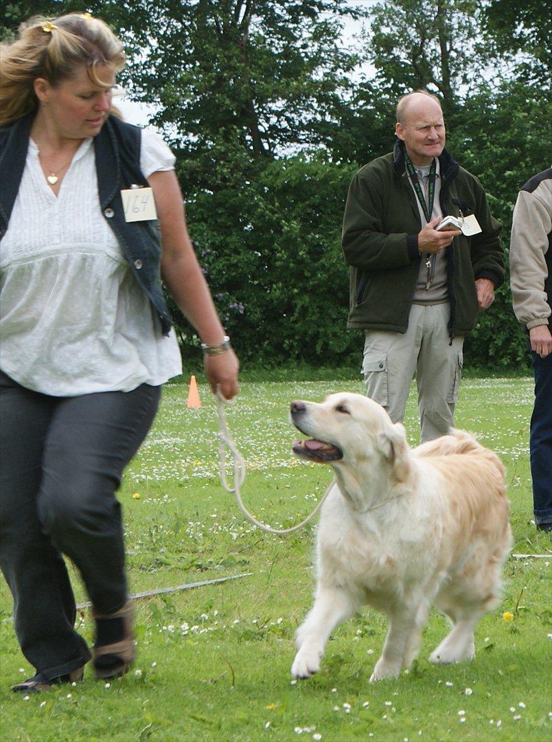 Golden retriever Emma billede 3